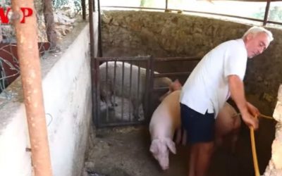 OBIČNI LJUDI: Jovica Tripković, prvi crnogorski didžej koji je postao farmer (VIDEO)